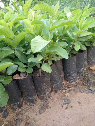 Muda De Goiaba Tailandesa Vermelha Enxertada 01 Unidade