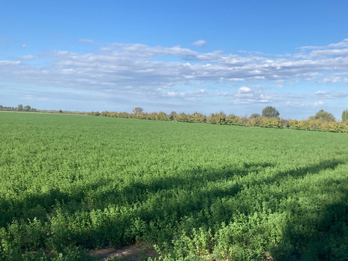 Finca Gral Alvear, 71 Hcts,en Producción Y Con Equipamiento.