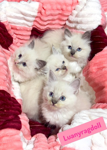 Gatitos Ragdoll De Pelaje Largo Bebés Muy Cariñosos Blanco