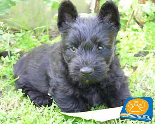 Scottish Terrier (scotch), Divinos Cachorritos Finísimos Msi