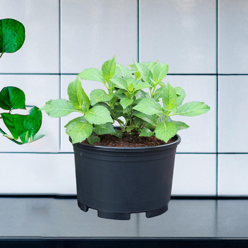 Maceta Para De Vivero, Maceta Para De 56 Centímetros