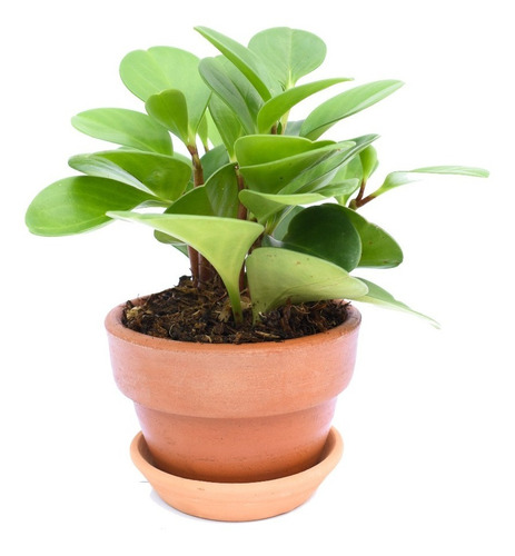 Peperomia Mini Escritorio Planta Interior Maceta