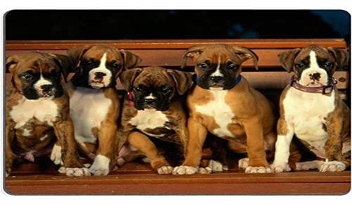 Boxer Cachorros Perros Mascotas Animales Alfombrillas De Mou
