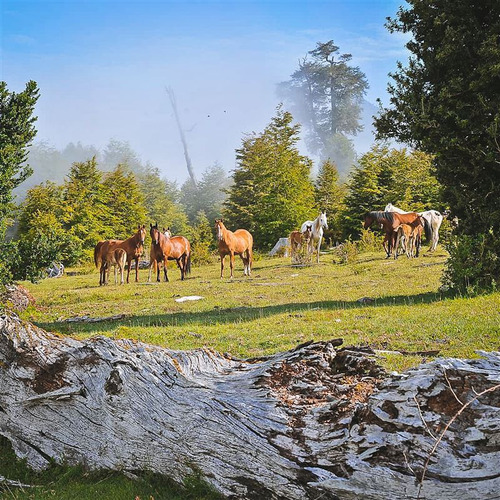 Sitio En Venta En Cunco Lago Colico