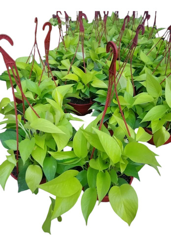 Potus Lemon - Pothus Limon - Epipremnum - Planta De Interior