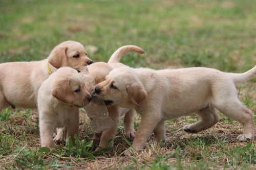 Inceibles Cachorros Labrador Retriever Pureza Garantizada