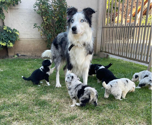 Cachorros Border Collie 