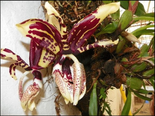 Paquete De Orquídeas Variadas.. | MercadoLibre