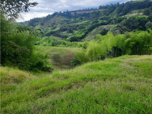 Venta Finca La Tebaida Cultivada En Pasto - 40 Cuadras