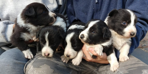 Imagen 1 de 10 de Cachorros Boder Collie