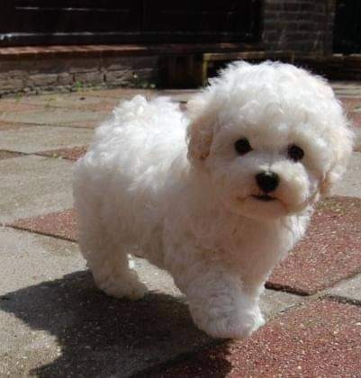 Imagen 3 de 7 de Caniche Toy
