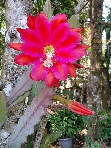 Imagem 20 de 20 de Venda - Chácara Zona Rural / Piedade/sp - 4222