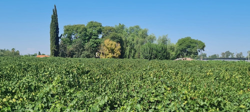 Imagen 2 de 13 de 6,1 Ha Parrales Colonia Segovia
