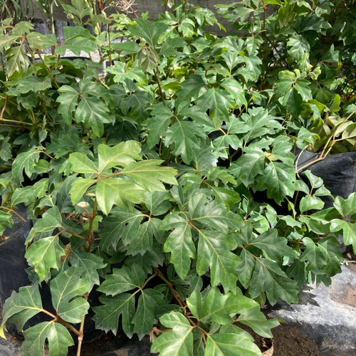 Cissus Rhombifolia  / Colgante / Plantas Grandes