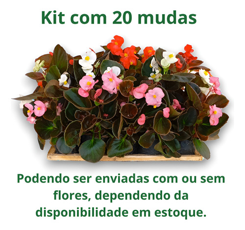 Kit 20 Mudas Begonia Cerosa - Folha Bronze - Cores Sortidas