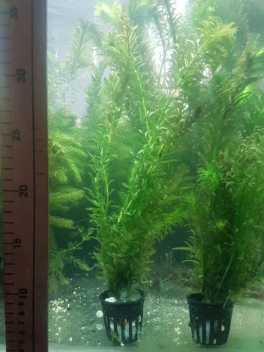 Planta Acuática Elodea Bajos Requerimientos, 4 Porciones