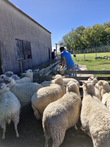 Realizó Ecografía En Ovejas, Vacas, Yeguas Y Cerdas