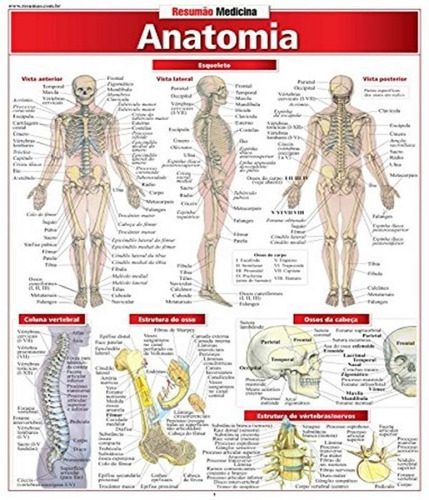 Anatomia, de RESUMAO., capa mole em português