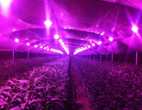 Imagen 4 de 5 de Led Grow Indoor Estrella 3w Alta Potencia Full Esp X 100 Uni