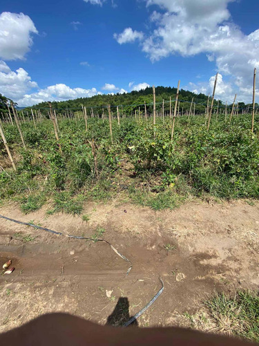 Finca En Bonao Cerca De Rio Yuboa