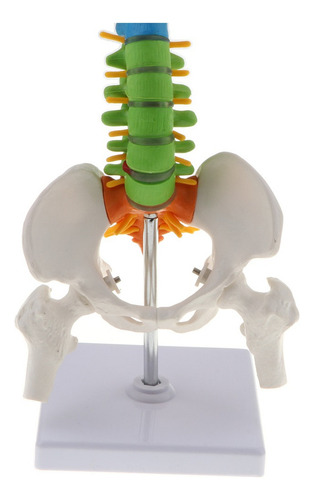 Modelo De Columna Vertebral Humana Con Pelvis Flexible