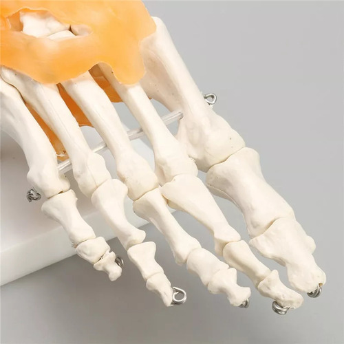 Maqueta Artística De Anatomía Médica: Esqueleto De Pie Human