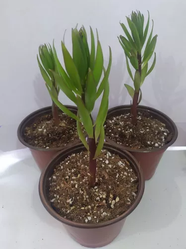 Bulbo Planta De Lilis Lily Flor Aromatica Para Corte 1 Pz