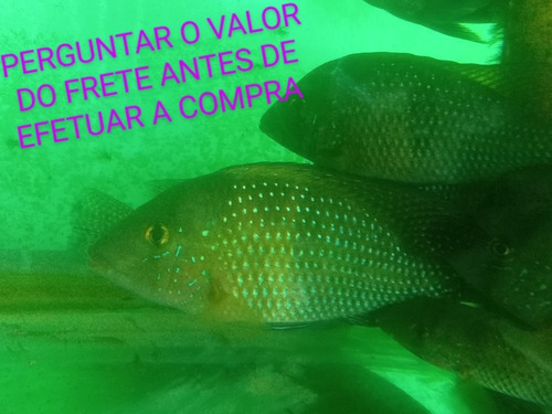 5 Cará Comum De 14 A 18 Cm