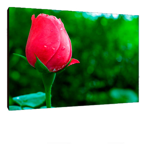 Cuadros Poster Flores Naturaleza S 15x20 (res (14))