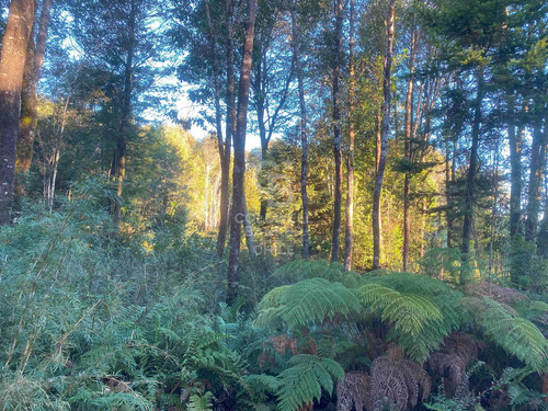 Naturaleza Y Conveniencia A 25 Minutos De Puerto Varas