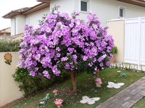Imagem 4 de 9 de Manacá Tibouchina Mutabilis - Sementes De Flor Para Mudas