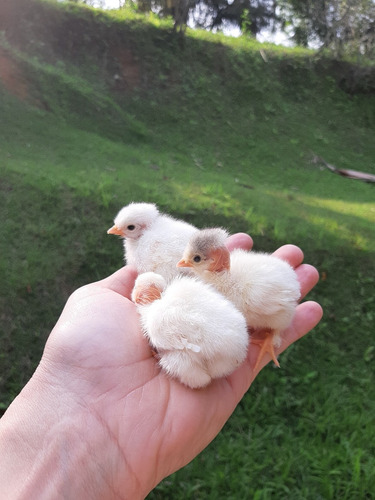 Ovos Galados Garnizé Suro Pescoço Pelado Polaco Branco 12un