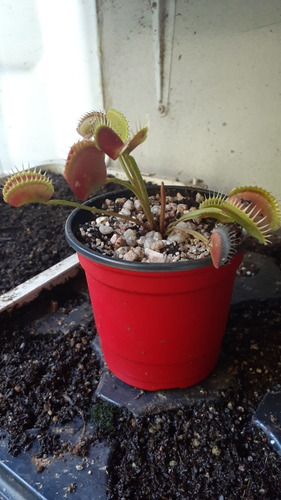 Planta Carnívora Gigante (6 Años) En Maceta Autorregable