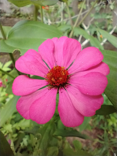 Mix De Sementes De Zinia