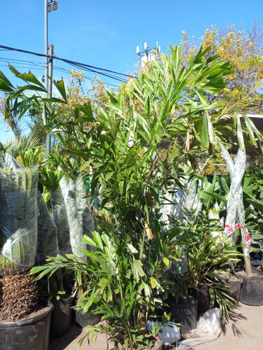 Caryota Urens, Palmera Cola De Pez 40lts