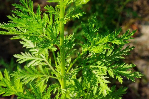 200 Semillas Orgánicas De Artemisia Annua - Ajenjo + Regalo