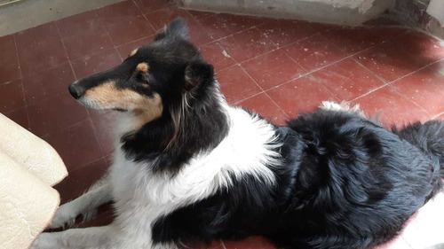 Cachorros Collie