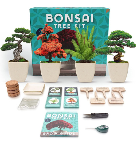 Kit De Árbol De Bonsái Para Interiores Kit De Planta De Inic