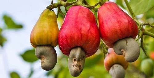 Planta De Castaña De Caju Exótica Frutal Frutos Secos Marrón