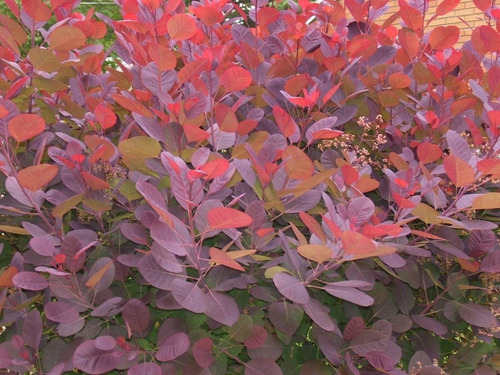 Imagen 4 de 4 de Arbol Cotinus Coggygri (árbol De Las Pelucas) 40lts