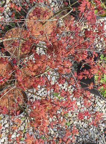 Mudas Do Belíssimo E Raro Acer Palmatum 'shishio'