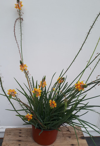 20 Bulbines Frutescens  O Flor De Serpiente