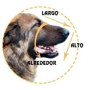 Imagen 6 de 6 de Bozal Cuero Y Metal Julius K-9 Original,golden,labrador Hemb
