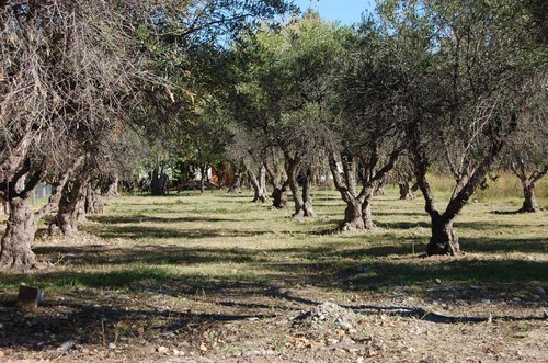 Imagen 10 de 11 de Lote De 1.732 M2 En Residencias El Chañaral