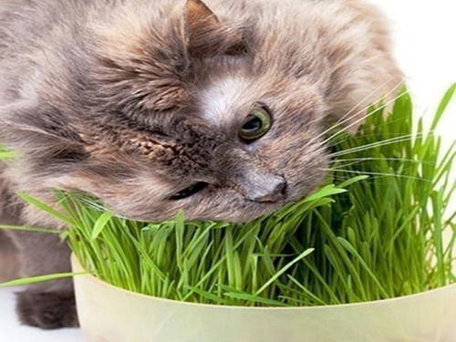 Sementes De Grama Dos Gatos Digestive Natural Intestinal