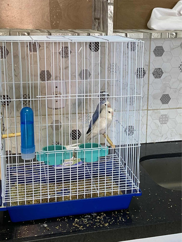 Casal De Agapornis Com Gaiola E Acessórios