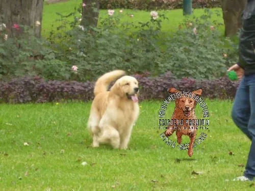 Cachorros Y Cachorras Golden Retriever Pureza A La Vistaa