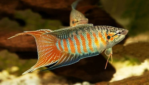 Gurami Paraíso Acuario Comunitario Agua Fría Estanque Fácil