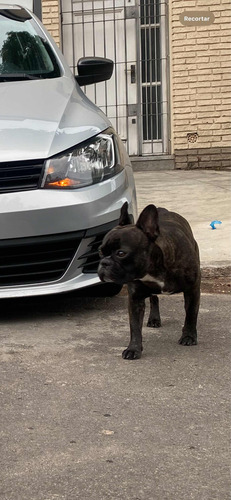 Perro Para Monta Bull Dog Frances