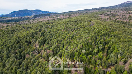 Parcela 5000 M2 En Bosque Pucón Con Bosque Nativo